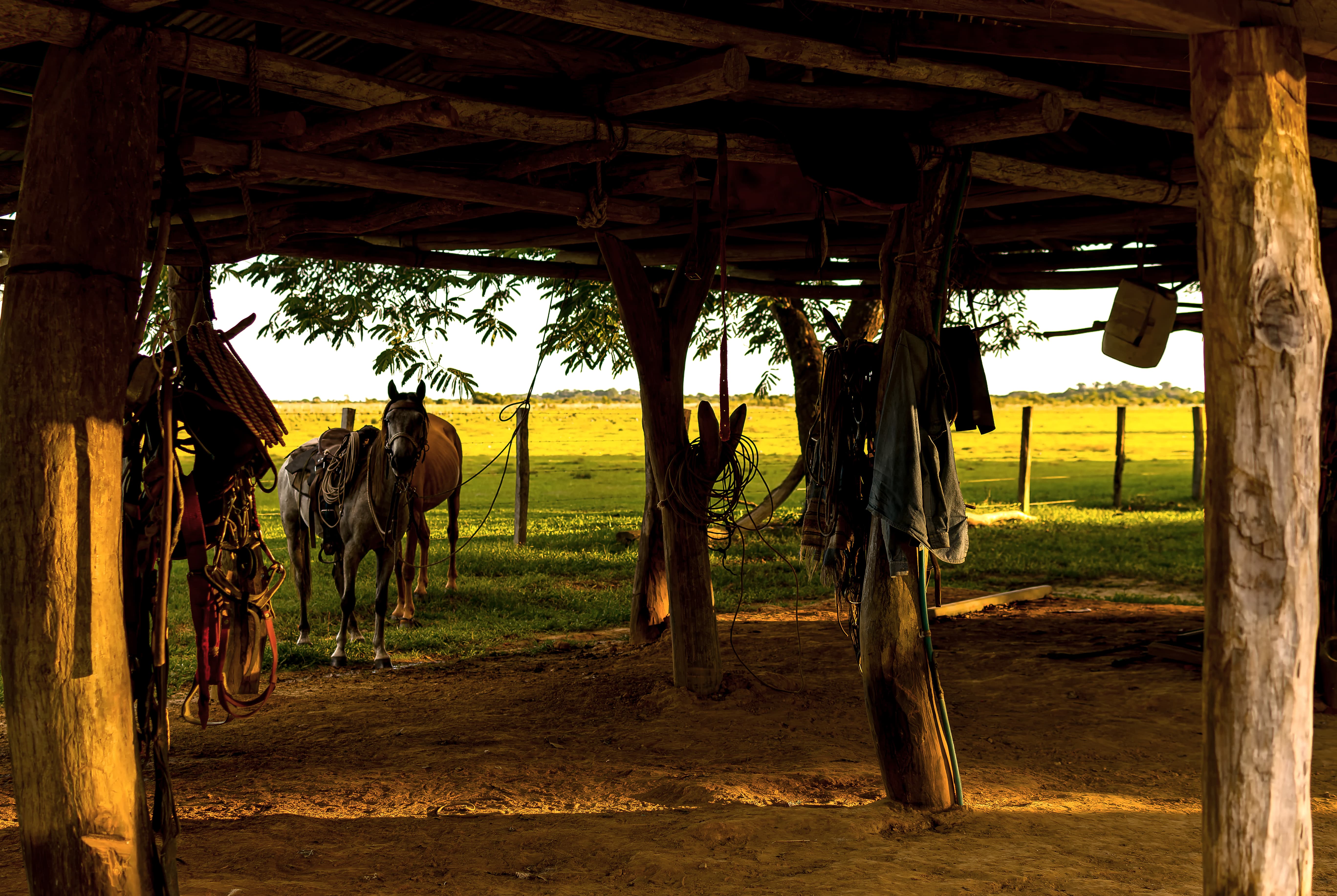 Sabana