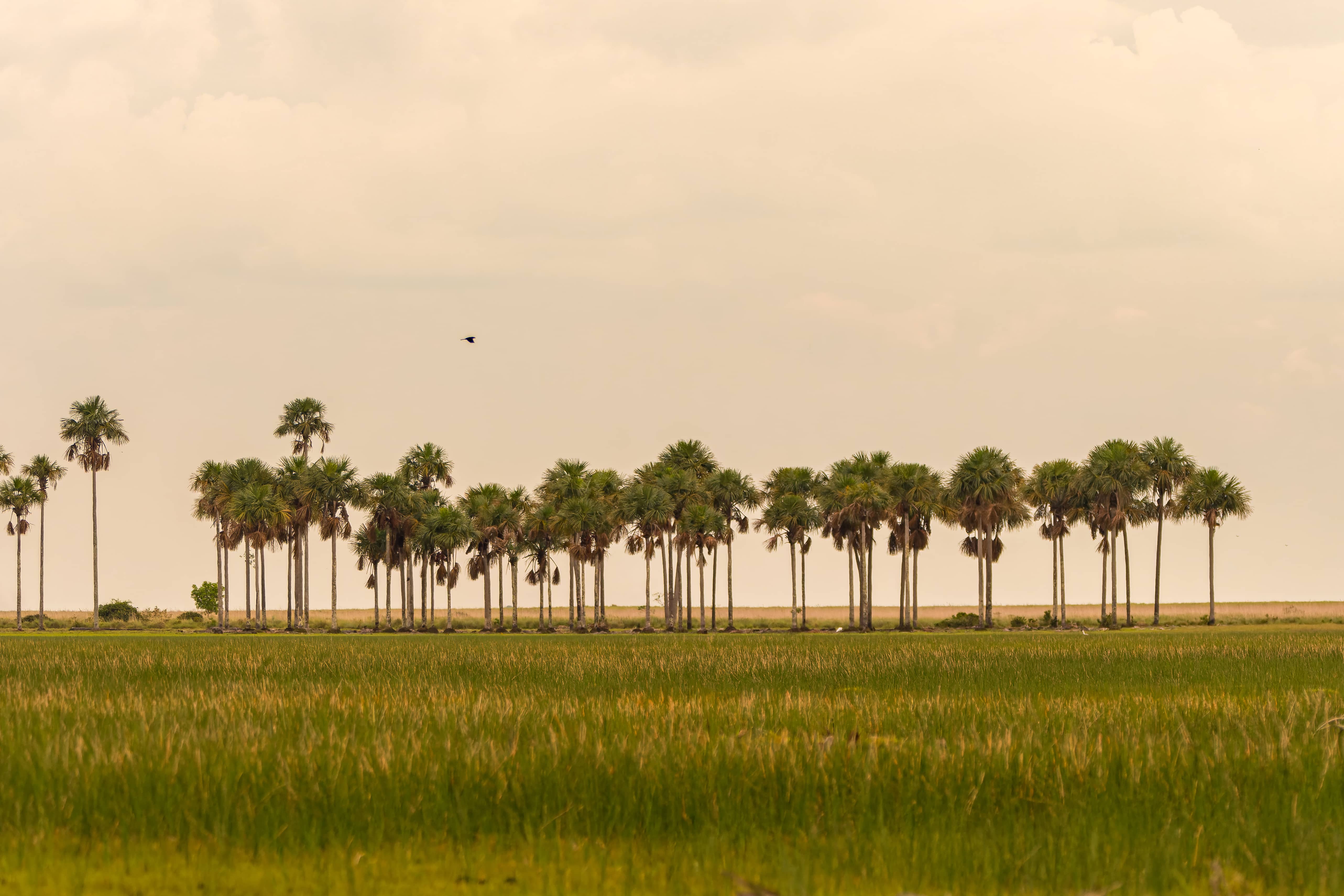 Sabana Infinita